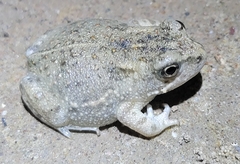 Strauchbufo raddei