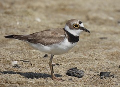 Charadrius dubius curonicus