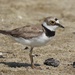 Northern Little Ringed Plover - Photo (c) Valia Pavlou, some rights reserved (CC BY-NC), uploaded by Valia Pavlou