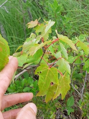 Acer rubrum image