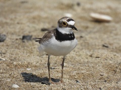 Charadrius dubius curonicus