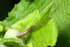 Tetragnatha versicolor