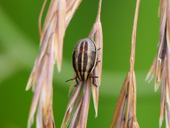 Aelia americana