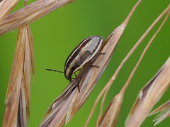 Aelia americana