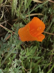 Eschscholzia californica californica
