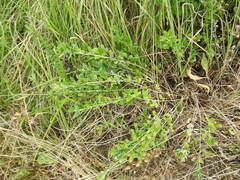 Chamaecytisus ruthenicus