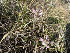 Pedicularis hirsuta