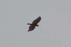 Buteo swainsoni