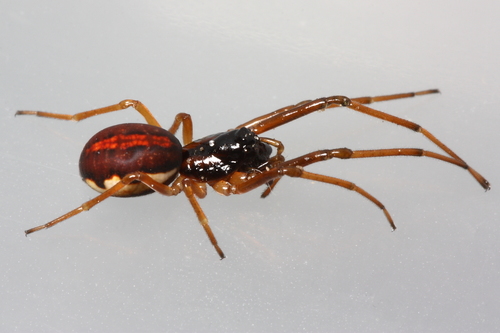 thickjawed orbweavers
