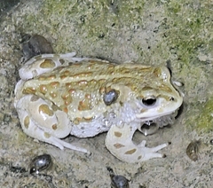 Strauchbufo raddei