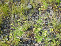 Potentilla inclinata