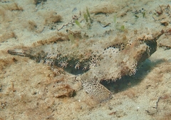Ogcocephalus cubifrons