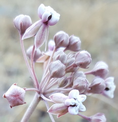 Asclepias senecionifolia