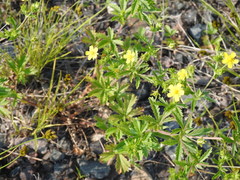 Potentilla inclinata