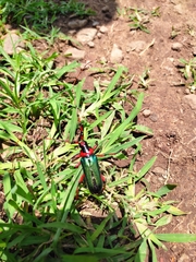 Stenaspis verticalis