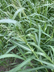 Panicum schinzii