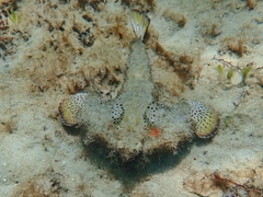 Ogcocephalus cubifrons