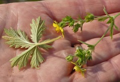 Potentilla inclinata