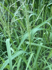 Panicum schinzii
