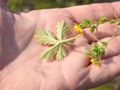 Potentilla inclinata