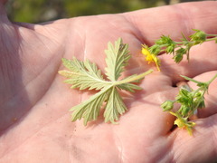 Potentilla inclinata