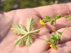 Potentilla inclinata