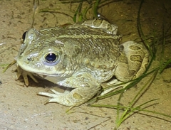 Strauchbufo raddei