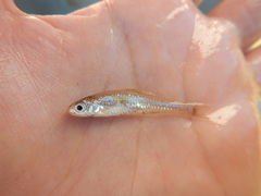 Notropis buchanani