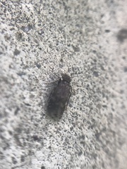 Lepidopsocidae