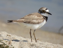 Charadrius dubius curonicus