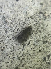Lepidopsocidae