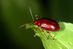 Chalcophana mutabilis