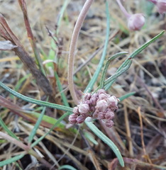 Asclepias senecionifolia