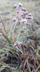 Asclepias senecionifolia