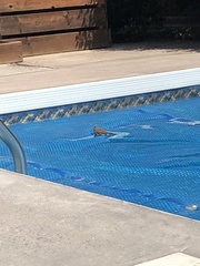 Passer domesticus domesticus