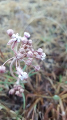 Asclepias senecionifolia
