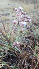 Asclepias senecionifolia