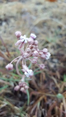 Asclepias senecionifolia