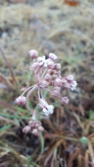 Asclepias senecionifolia