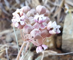Asclepias senecionifolia