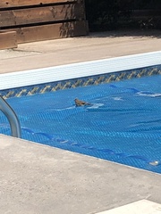 Passer domesticus domesticus