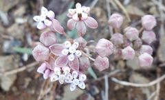 Asclepias senecionifolia