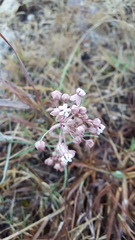 Asclepias senecionifolia