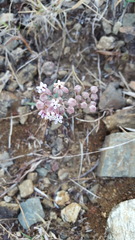 Asclepias senecionifolia