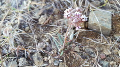 Asclepias senecionifolia