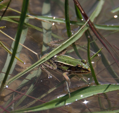 Pelophylax lessonae