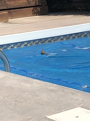 Passer domesticus domesticus