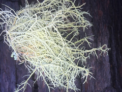 Usnea scabrata