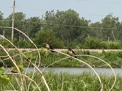 Hirundo rustica