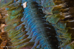 Alitta virens